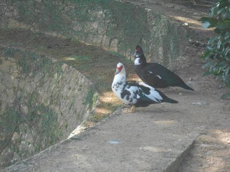 沖縄のノバリケン 沖縄のノバリケンの写真