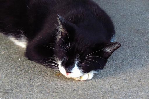 Photo, cat, nap nyanko, nyanko, 