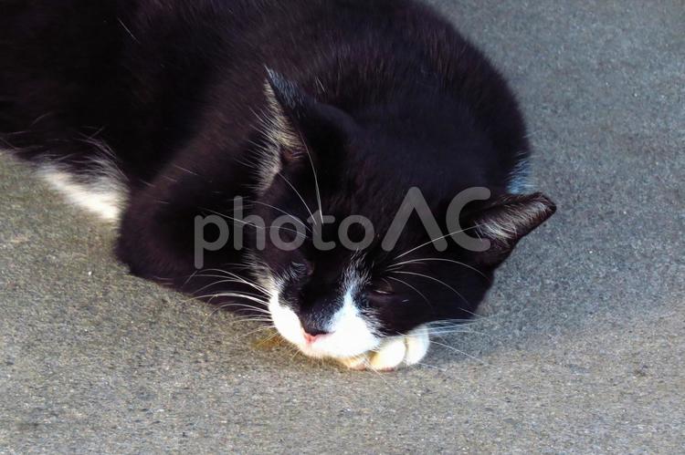 公園ネコ　沖縄県　那覇市 ネコ,お昼寝ニャンコ,ねこの写真素材