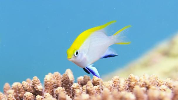 クロスズメダイ　幼魚 クロスズメダイ,クロスズメダイ幼魚,石垣島の写真素材