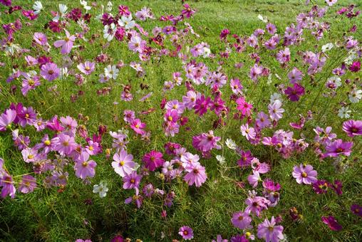 コスモスの花 コスモス,秋,花の写真素材