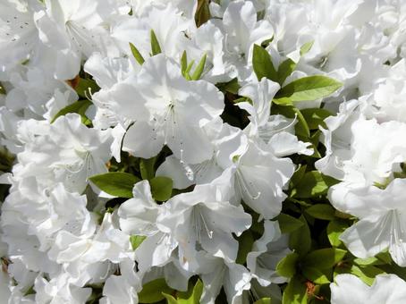 Photo, azalea, টহল দেত্তয়া, ফুল, 