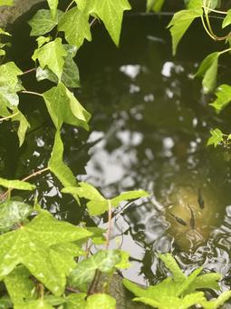 A bowl with killifish swimming and ivy, JPG A bowl with killifish swimming and ivy, JPG