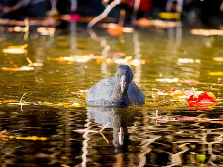 池を泳ぐオオバン オオバン,バン,野鳥の写真素材
