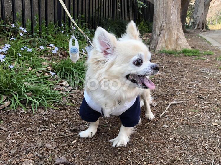 公園でお散歩しているチワワ チワワ,ロングコートチワワ,犬の写真素材