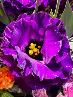パープルのトルコキキョウ パープルのトルコキキョウ トルコキキョウ,花,アップの写真素材