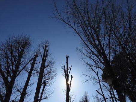 冬空 冬,空,冬木立の写真素材