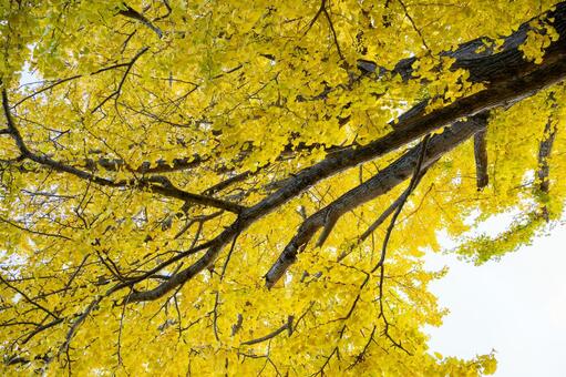 白幡のいちょう⑽ イチョウ,黄葉,晩秋の写真素材