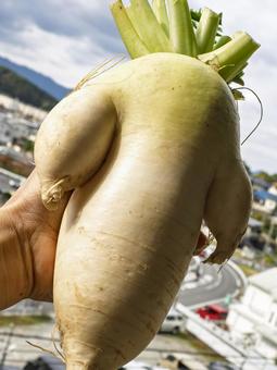 ユニーク形のあじまるみ大根 大根,あじまるみ大根,野菜の写真素材