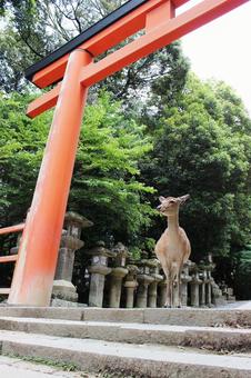 奈良公園シカ 奈良公園シカの写真