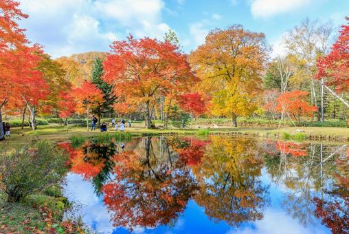 北海道の紅葉 紅葉,秋,池の写真素材
