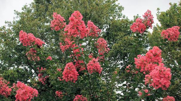 夏の花 サルスベリ 夏の花 サルスベリの写真