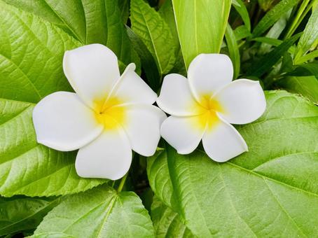 プルメリア プルメリア プルメリア,自然,夏の写真素材
