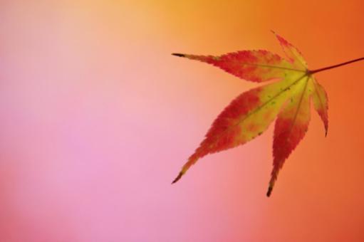 色づく紅葉 色づく紅葉の写真