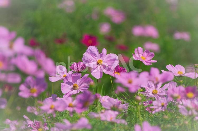 ピンクのコスモス コスモス,秋桜,こすもすの写真素材