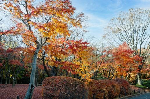 晩秋の皇居・北の丸公園の紅(黄)葉 7 晩秋,秋,錦秋の写真素材