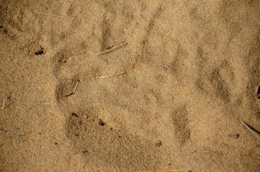 Rhino footprints, JPG Rhino footprints, JPG