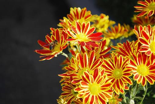 オレンジの菊 菊,小菊,オレンジ色の写真素材