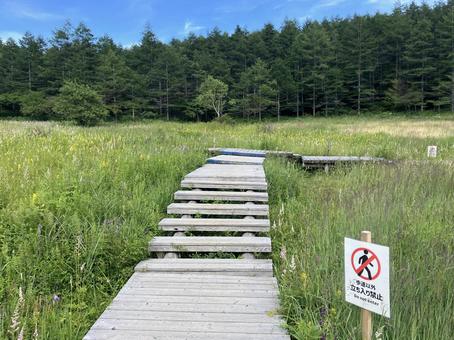 入笠山の入笠湿原風景 入笠山の入笠湿原風景の写真