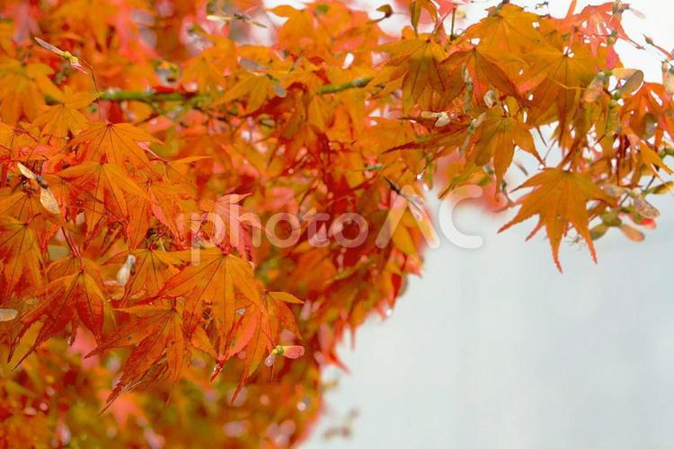曇り空ともみじ 紅葉,もみじ,秋の写真素材