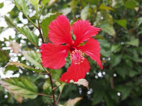 ハイビスカス ビーチ,海,絶景の写真素材