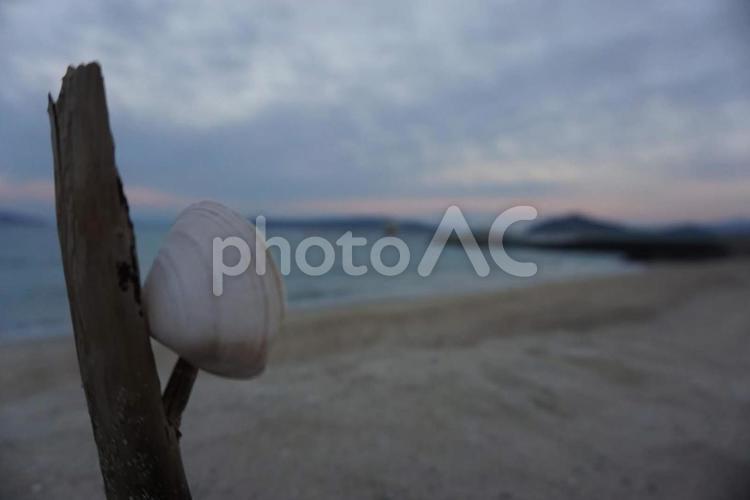 貝殻と海 天気,波浪,海景の写真素材