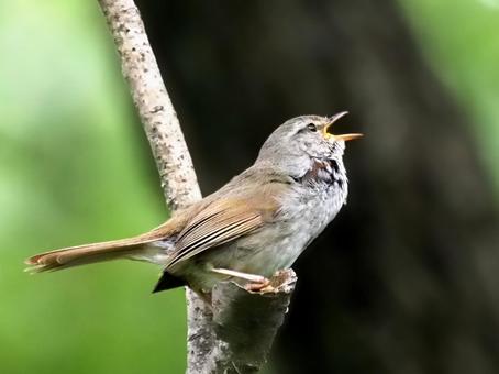 ホーホケキョ４の写真