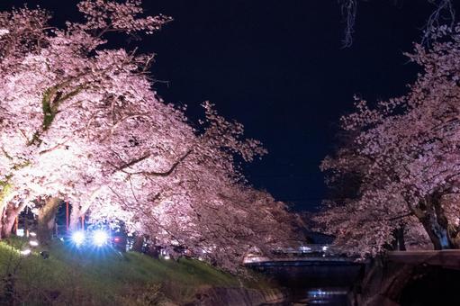 Photo, light up, spring, lantern, 