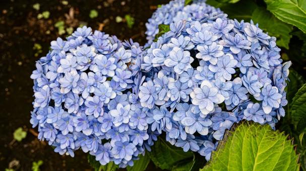 Blue hydrangea flower macro photography, JPG Blue hydrangea flower macro photography, JPG