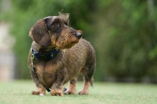 ミニチュアダックスのポートレート 犬,ミニチュアダックス,ワイヤーヘアードの写真素材
