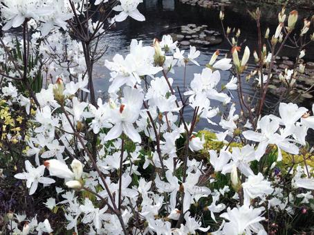 白い花 白い花 花,植物,緑の写真素材