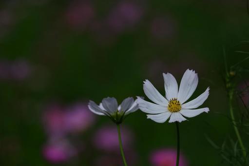秋風に揺れて咲く コスモス,秋桜,花の写真素材