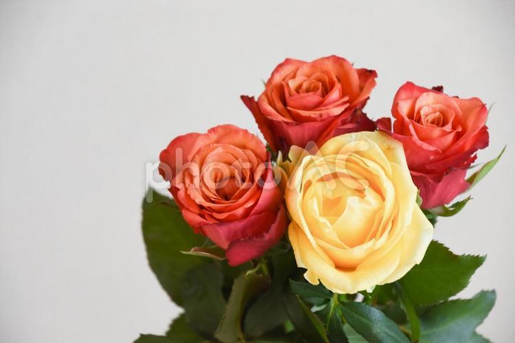 赤と黄色のばら ばら,薔薇,赤の写真素材