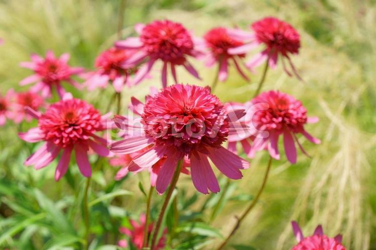 エキナセア エキナセア,ピンクの花,きれいな花の写真素材