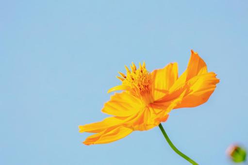 Yellow Cosmos ⑻, JPG