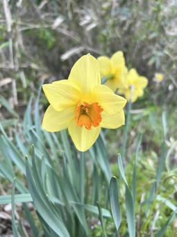 かわいい水仙の花 スイセン,イエロー,雑草の写真素材