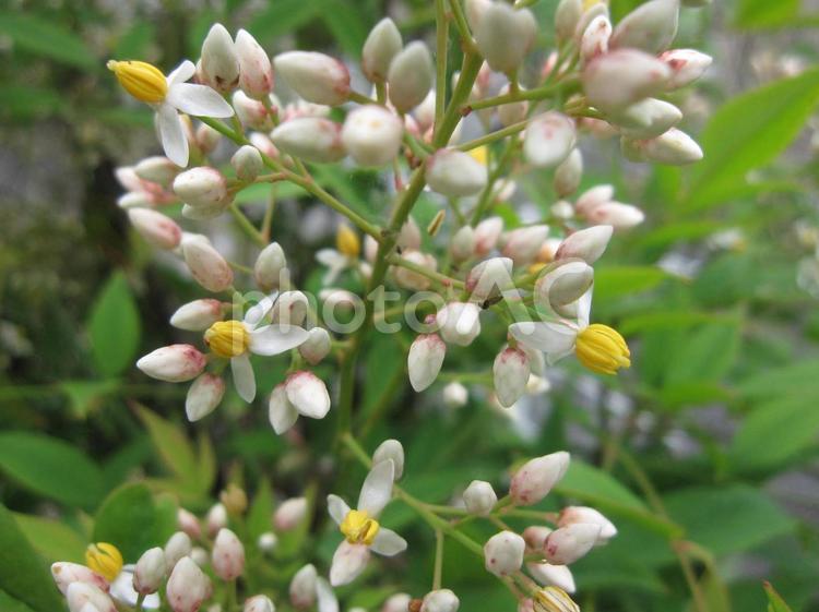 南天に咲く白い初夏の花 ナンテン,南天,花の写真素材