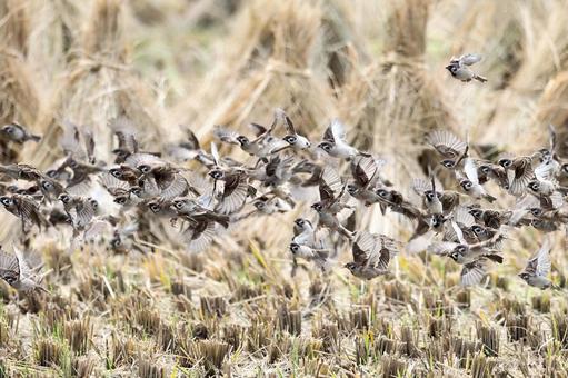 群れ飛ぶすずめ スズメ,稲,田んぼの写真素材