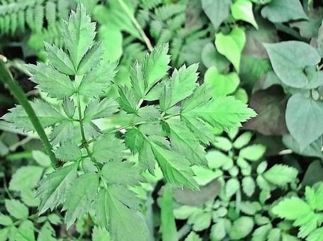 Photo, tidakasashi, leaf, grassland, 