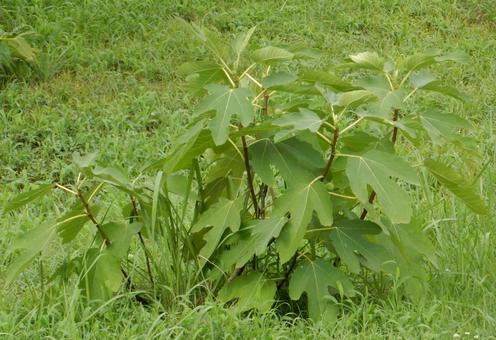 【植物写真】イチジクの木 【植物写真】イチジクの木の写真