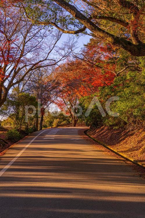 夕暮れ時の奈良公園 道,もみじ,植物の写真素材