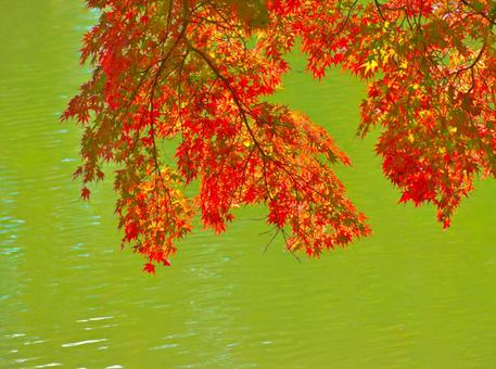 湖面とモミジ3 もみじ,紅葉,秋の写真素材