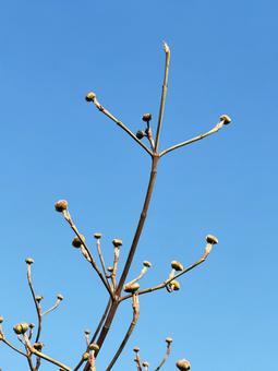 青空と木 青空と木の写真