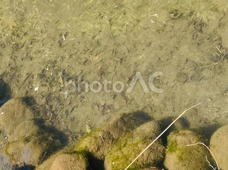 公園の池の水面風景 公園,池,水面の写真素材