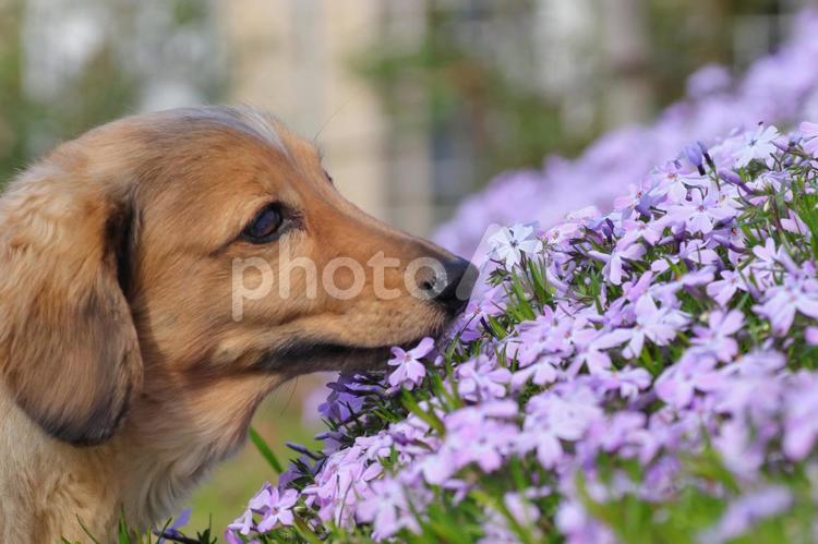 犬と芝桜 犬,ダックスフンド,茶色の犬の写真素材