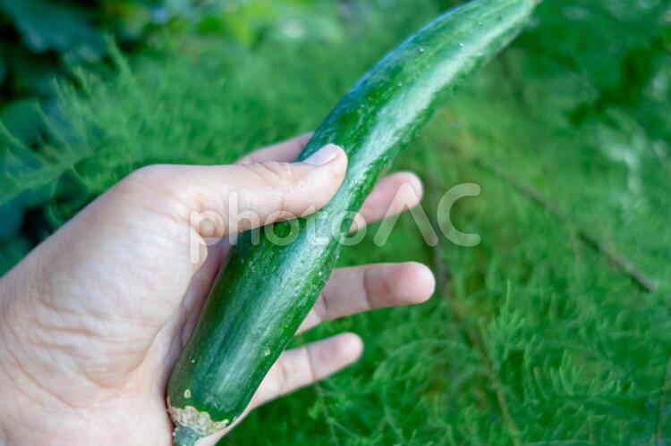 家庭菜園のきゅうりの収穫/オーガニック野菜/胡瓜 きゅうり,キュウリ,家庭菜園の写真素材