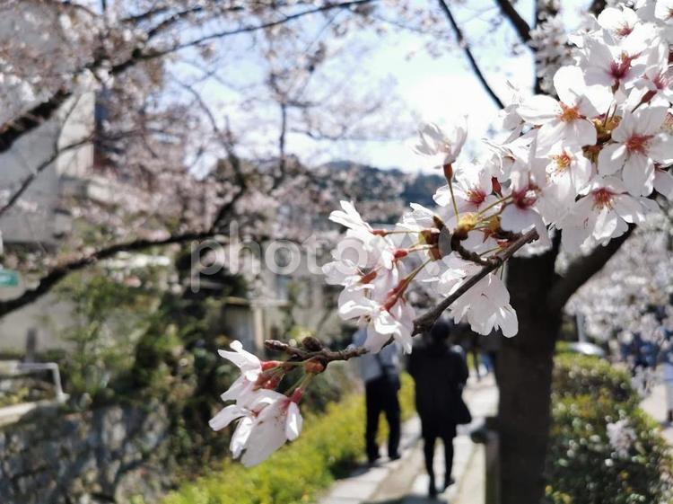 京都～哲学の道は桜が満開 桜,さくら,サクラの写真素材