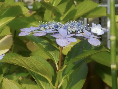 [Flower photo] Hydrangea flower, JPG