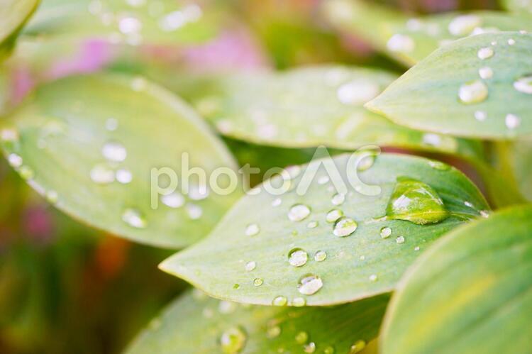 雨上がりの葉 葉,雨,露の写真素材