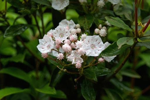 アメリカシャクナゲ アメリカシャクナゲ,亜米利加石楠花,亜米利加石南花の写真素材